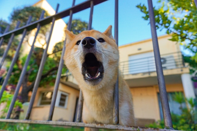 a dog sticking its head out from a fence and barking